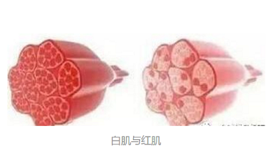 青岛半岛平台登录官网网址
—食品加工配料解决方案提供者，不一样的体验